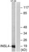 Insulin Like 4 antibody, LS-C119944, Lifespan Biosciences, Western Blot image 