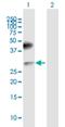 CD200 Molecule antibody, H00004345-B01P, Novus Biologicals, Western Blot image 