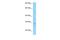 Serine Protease 58 antibody, PA5-70560, Invitrogen Antibodies, Western Blot image 