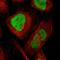 EZHIP antibody, HPA006128, Atlas Antibodies, Immunofluorescence image 