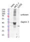 Septin 3 antibody, STJ95613, St John