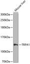 Transient Receptor Potential Cation Channel Subfamily A Member 1 antibody, 23-662, ProSci, Western Blot image 