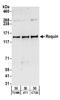 Ring Finger And CCCH-Type Domains 1 antibody, NB100-655, Novus Biologicals, Western Blot image 