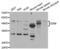 CD58 Molecule antibody, abx004347, Abbexa, Western Blot image 