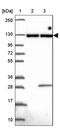 Integrator Complex Subunit 8 antibody, PA5-63429, Invitrogen Antibodies, Western Blot image 