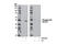 p53 antibody, 12571L, Cell Signaling Technology, Western Blot image 