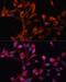 Solute Carrier Family 25 Member 19 antibody, 14-602, ProSci, Immunofluorescence image 