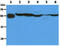 Tubulin Folding Cofactor E Like antibody, AM50617PU-N, Origene, Western Blot image 