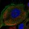 Folliculin antibody, PA5-55971, Invitrogen Antibodies, Immunofluorescence image 