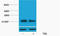 H2A Histone Family Member X antibody, STJ97189, St John