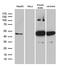 Homer Scaffold Protein 1 antibody, MA5-27522, Invitrogen Antibodies, Western Blot image 