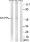 Centrosomal Protein 55 antibody, abx014338, Abbexa, Western Blot image 