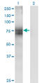 STT3 Oligosaccharyltransferase Complex Catalytic Subunit A antibody, LS-B4363, Lifespan Biosciences, Western Blot image 