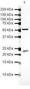 Regulator Of G Protein Signaling 2 antibody, PA5-19644, Invitrogen Antibodies, Western Blot image 
