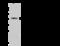 Prokineticin Receptor 2 antibody, 202992-T32, Sino Biological, Western Blot image 