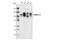 Integrin Subunit Beta 1 antibody, 4706S, Cell Signaling Technology, Western Blot image 