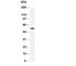 Tubulin antibody, R30098, NSJ Bioreagents, Western Blot image 