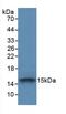 CD331 antibody, abx131790, Abbexa, Western Blot image 