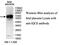 IQ Motif Containing E antibody, MBS415630, MyBioSource, Western Blot image 