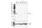 Fibrinogen Like 1 antibody, 49226S, Cell Signaling Technology, Western Blot image 