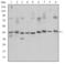 CAMP Responsive Element Binding Protein 1 antibody, STJ97965, St John