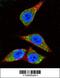 Enolase 1 antibody, 61-572, ProSci, Immunofluorescence image 