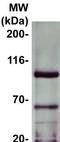 Signal Transducer And Activator Of Transcription 5A antibody, TA354958, Origene, Western Blot image 