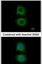 Tropomodulin 2 antibody, PA5-31538, Invitrogen Antibodies, Immunofluorescence image 