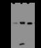 SEC13 Homolog, Nuclear Pore And COPII Coat Complex Component antibody, 200752-T36, Sino Biological, Western Blot image 