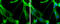 Transaldolase 1 antibody, GTX114956, GeneTex, Immunofluorescence image 