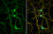 Dopa Decarboxylase antibody, GTX134053, GeneTex, Immunofluorescence image 