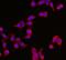 Tyrosine 3-Monooxygenase/Tryptophan 5-Monooxygenase Activation Protein Epsilon antibody, M01687-2, Boster Biological Technology, Immunofluorescence image 