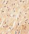 Mediator Complex Subunit 15 antibody, PA5-49429, Invitrogen Antibodies, Immunohistochemistry frozen image 