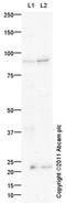 T-Box 3 antibody, ab99302, Abcam, Western Blot image 