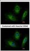 RAB20, Member RAS Oncogene Family antibody, NBP2-20039, Novus Biologicals, Immunocytochemistry image 