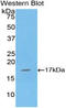 Interleukin 16 antibody, LS-C294844, Lifespan Biosciences, Western Blot image 