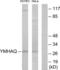 Tyrosine 3-Monooxygenase/Tryptophan 5-Monooxygenase Activation Protein Theta antibody, LS-C823349, Lifespan Biosciences, Western Blot image 