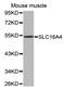 Solute Carrier Family 16 Member 4 antibody, orb136626, Biorbyt, Western Blot image 