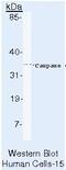 Caspase 6 antibody, MA5-11527, Invitrogen Antibodies, Western Blot image 