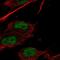 Homeobox C9 antibody, NBP2-58032, Novus Biologicals, Immunofluorescence image 