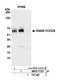 CD226 Molecule antibody, NBP2-77357, Novus Biologicals, Immunoprecipitation image 