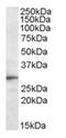 Triggering Receptor Expressed On Myeloid Cells 2 antibody, AP23686PU-N, Origene, Western Blot image 