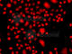 FA Complementation Group M antibody, A7602, ABclonal Technology, Immunofluorescence image 