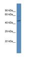 Proton-coupled amino acid transporter 4 antibody, orb325126, Biorbyt, Western Blot image 