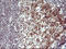 Parvin Alpha antibody, LS-C797709, Lifespan Biosciences, Immunohistochemistry frozen image 