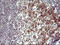 Matrix-remodeling-associated protein 2 antibody, LS-C797709, Lifespan Biosciences, Immunohistochemistry frozen image 