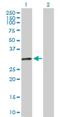 Major Histocompatibility Complex, Class II, DO Alpha antibody, H00003111-B01P, Novus Biologicals, Western Blot image 