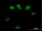 Glutathione S-Transferase Omega 2 antibody, H00119391-B01P, Novus Biologicals, Immunofluorescence image 
