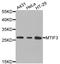 Mitochondrial Translational Initiation Factor 3 antibody, A11221-1, Boster Biological Technology, Western Blot image 