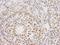 Proline, Glutamate And Leucine Rich Protein 1 antibody, IHC-00013, Bethyl Labs, Immunohistochemistry frozen image 